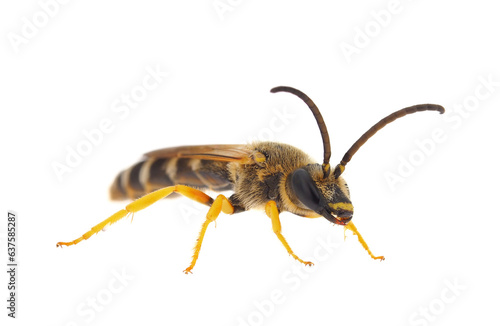 Great banded furrow-bee isolated on white background, Halictus scabiosae