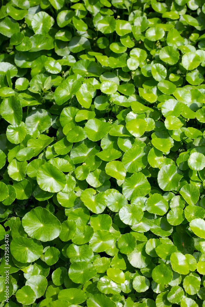 Centella asiatica (gotu kola). Fresh green leaves herb background. Centella asiatica (gotu kola). Fresh green leaves herb background.