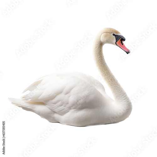 a White swan floating side view in a Wildlife-themed  photorealistic illustration in a PNG  cutout  and isolated. gernerative ai