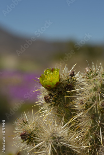 Yellow flower of a blooming cholla plant in Anza Borrego Desert State Park, close up including cholla spines photo