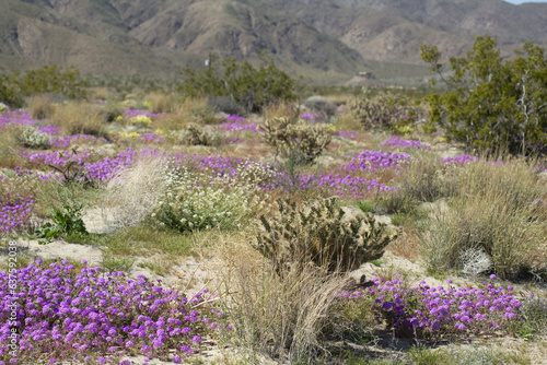 blooming sand verbena and other wildflowers in the Anza Borrego Desert State Park, with cactus and cholla, mountains in the background photo