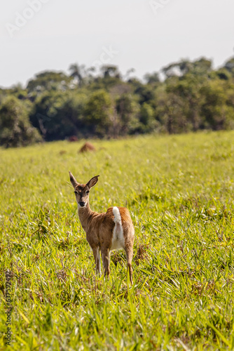 cervo na cidade de Jardim  Estado do Mato Grosso do Sul  Brasil