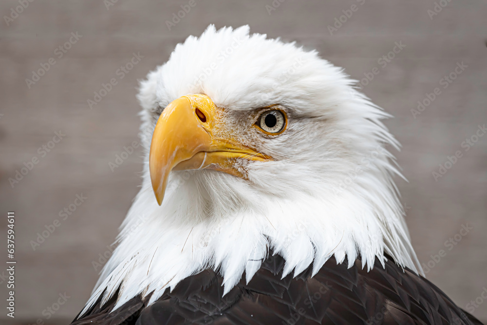 Close-up shot of a bald eagle's face. Imposing animal of great strength and beauty. Close-up shot of a bald eagle's face. Imposing animal of great strength and beauty.
