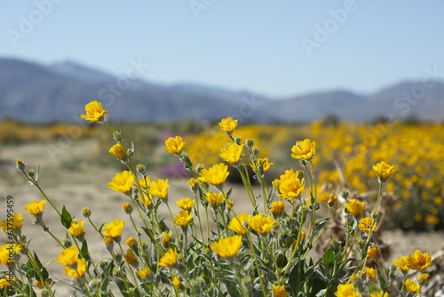 Field of yellow Desert Sunflowers with mountains in the background, from Anza Borrego Desert State Park. Taken during the 2019 superbloom. photo