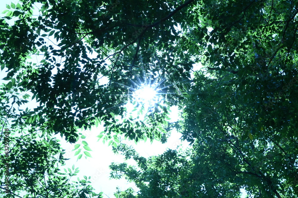 Fototapeta premium sun rays in the forest