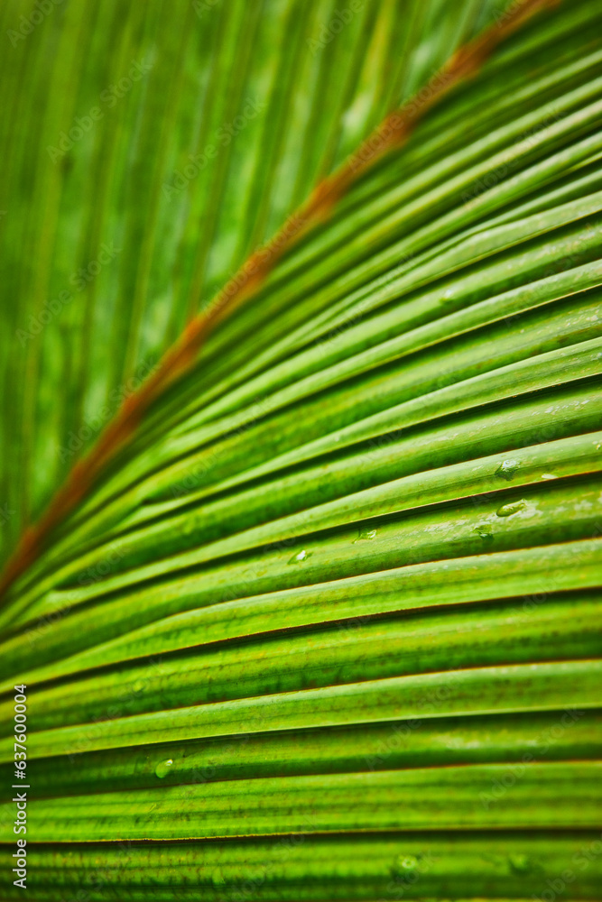 Detailed view of dew drops on leafy fronds macro shot of one leaf with many blades Detailed view of dew drops on leafy fronds macro shot of one leaf with many blades