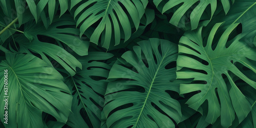 Tropical leaves background.