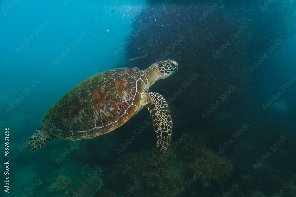 green sea turtle swimming in a bad visibility day