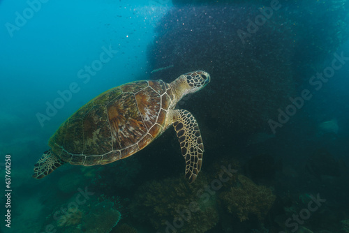 green sea turtle swimming in a bad visibility day