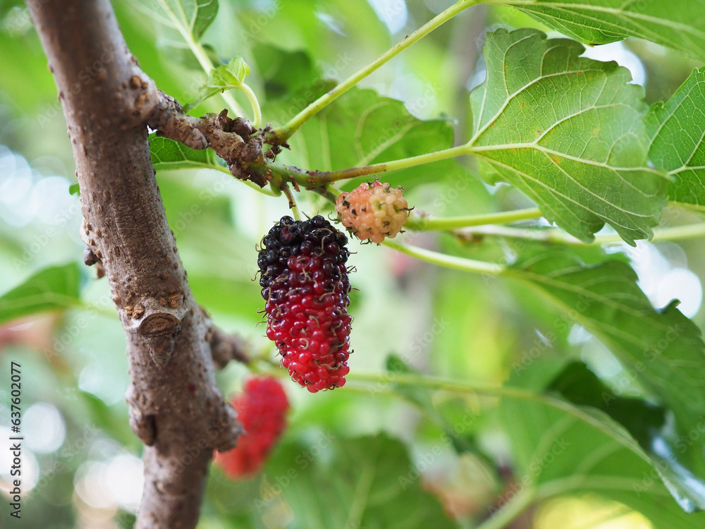 Black ripe and red unripe mulberry on the branch of tree. Closeup photo, blurred.