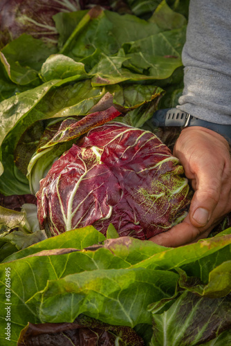 Hand holding a round red chicory that grows in the cold of a countryside