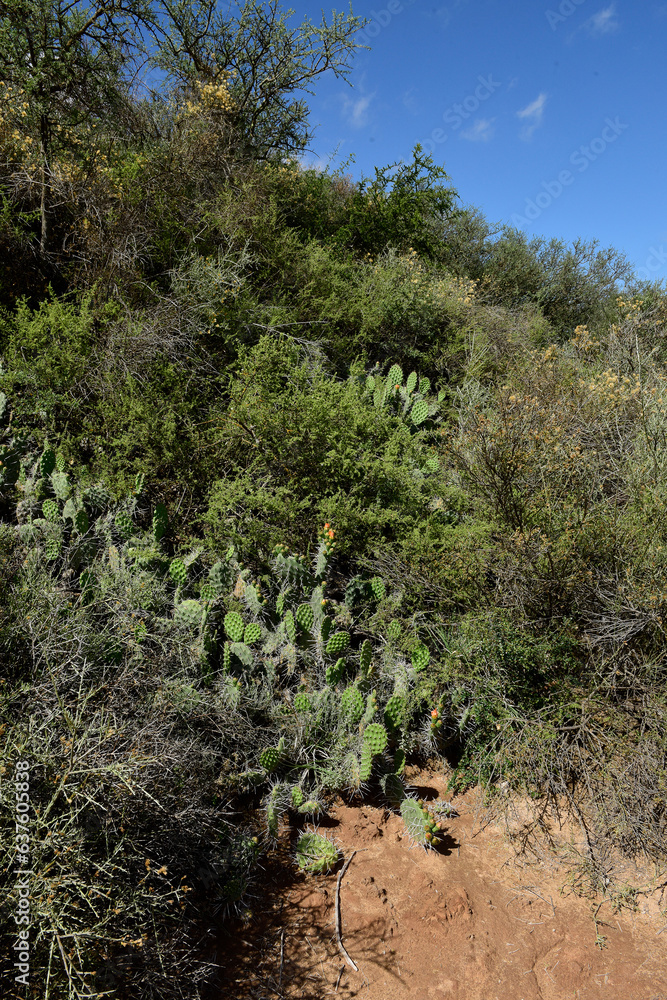 Cactus in calden forest landscape, La Pampa province, Patagonia, Argentina.