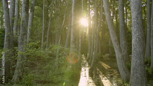 Sunlight Glares through the Cypress Trees in a Swamp Bayou