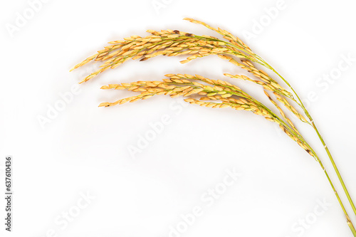  top view of Rice paddy isolated on white background.