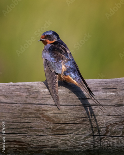 Barn Swallow