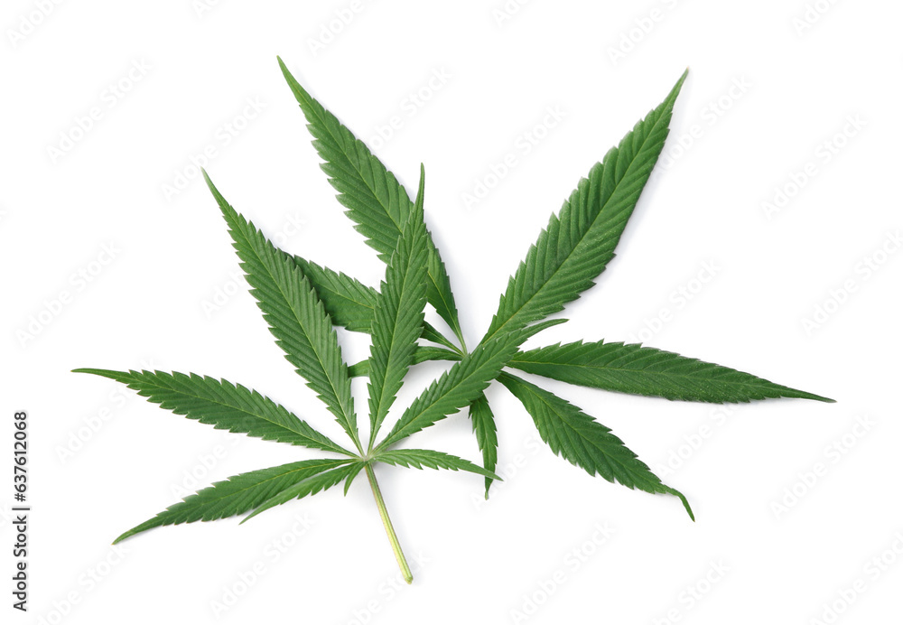 Fresh green hemp leaves isolated on white, top view Fresh green hemp leaves isolated on white, top view
