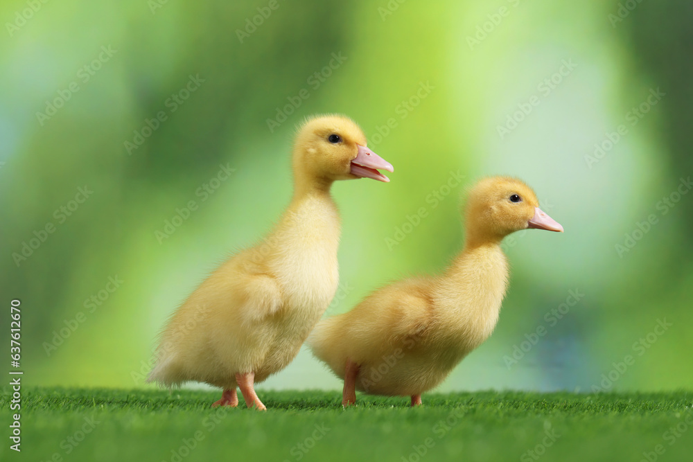 Cute fluffy ducklings on artificial grass against blurred background, closeup. Baby animals