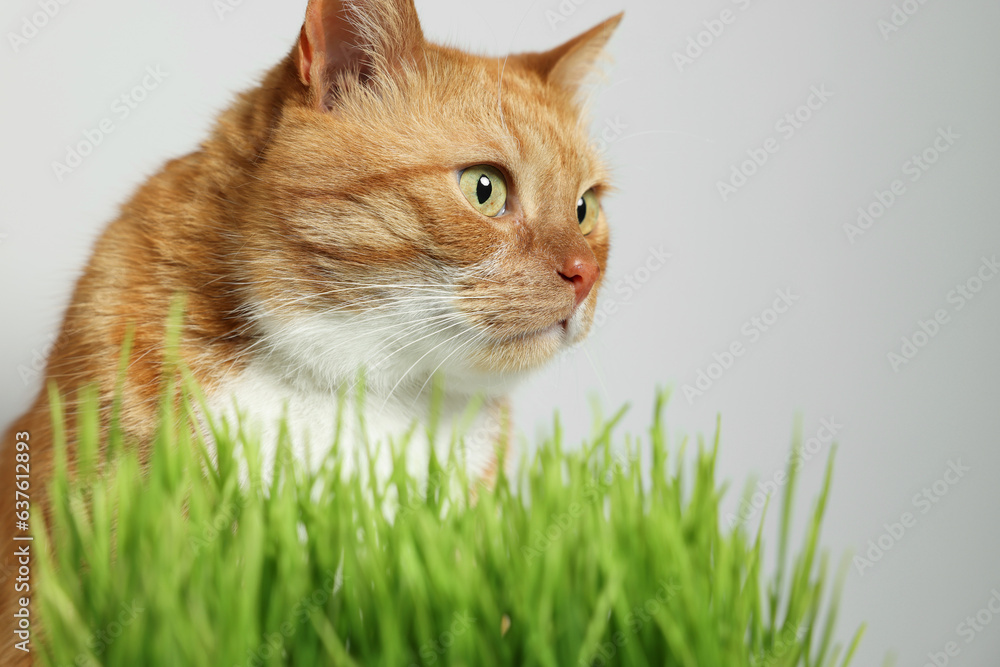 Cute ginger cat and green grass near light grey wall