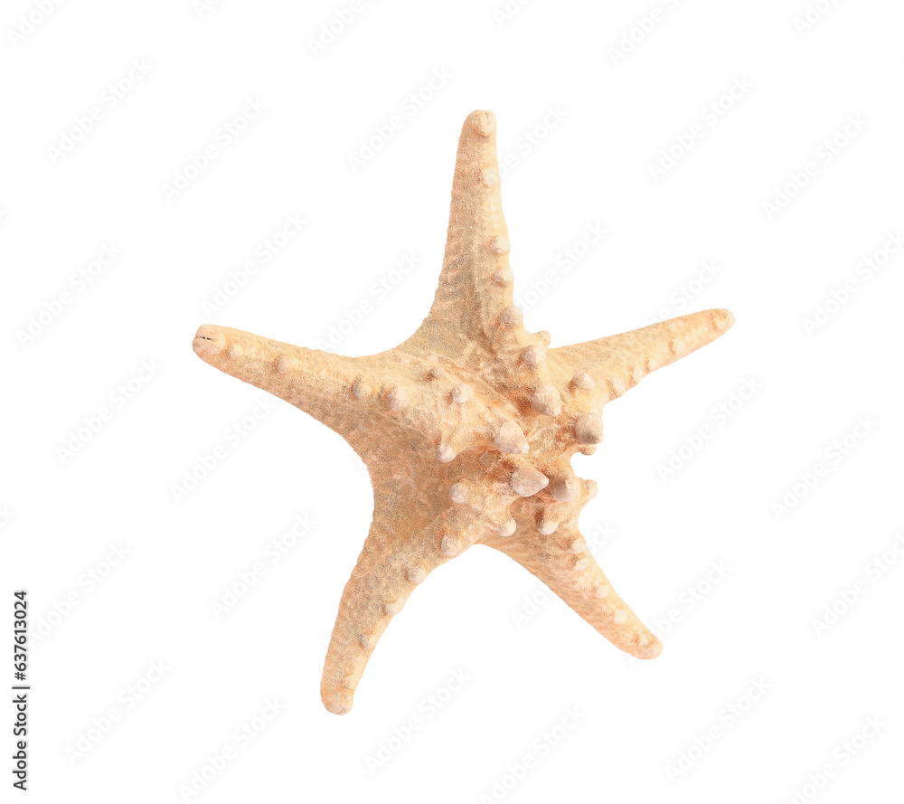 Beautiful sea star (starfish) isolated on white Beautiful sea star (starfish) isolated on white