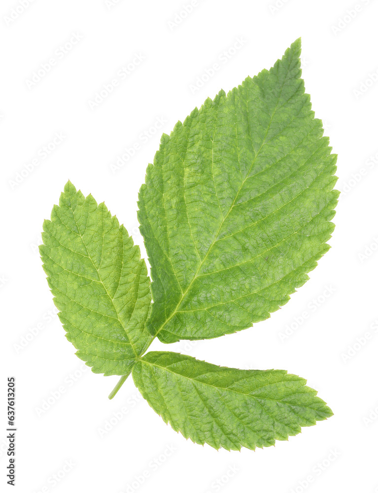 Fresh green raspberry leaves isolated on white Fresh green raspberry leaves isolated on white