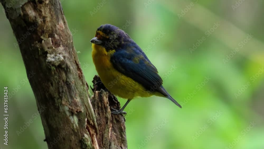 juvenile bird violaceous euphonia juvenile bird violaceous euphonia