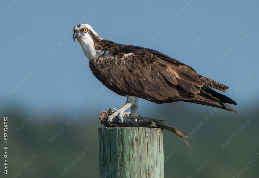 Fototapeta premium Majestic Osprey with early morning catch, Florida, Summer.