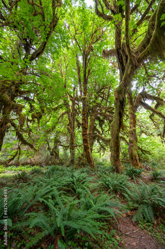 Heavily moss-draped trees amidst ferns on Hall of Mosses Trail in Hoh National Rainforest in Olympic National Park, Washington.