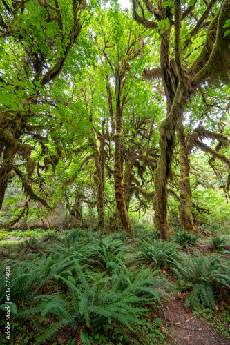 Heavily moss-draped trees amidst ferns on Hall of Mosses Trail in Hoh National Rainforest in Olympic National Park  Washington.