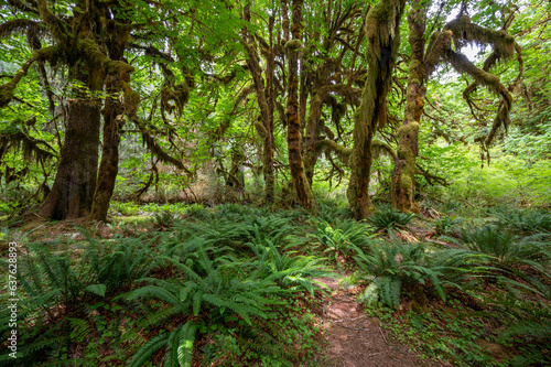 Fototapeta Naklejka Na Ścianę i Meble -  Heavily moss-draped trees amidst ferns on Hall of Mosses Trail in Hoh National Rainforest in Olympic National Park, Washington.