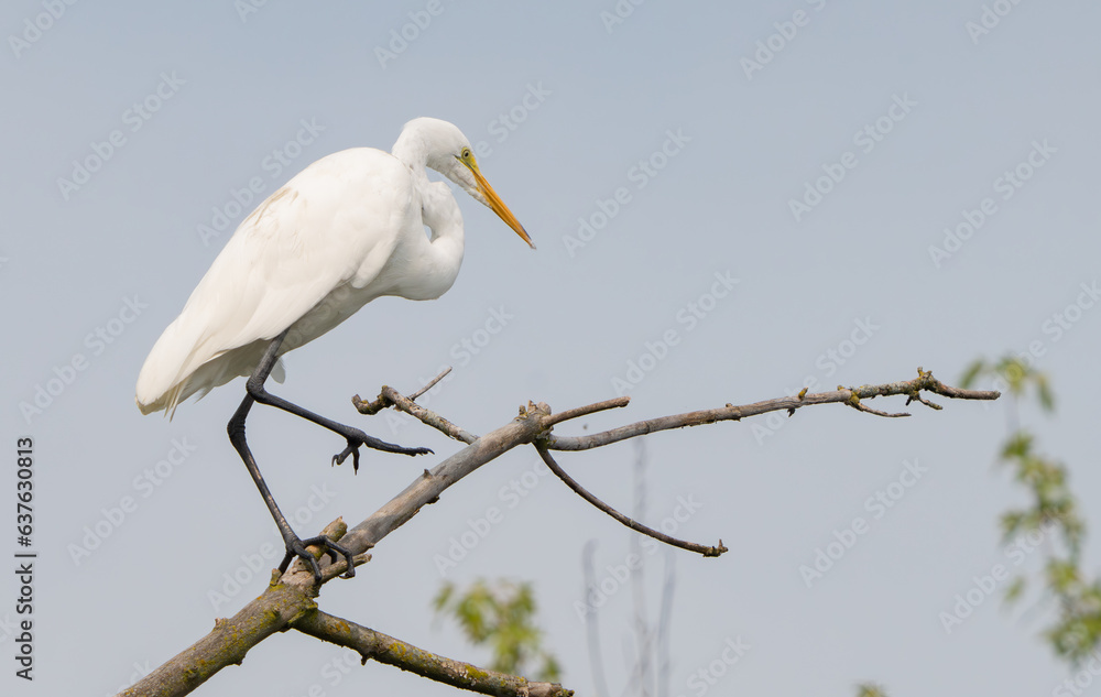 Imposing Great White Egret standing on log by lakeside in Fishers, Indiana, Summer 2023. Selective focus used to draw attention to features of the egret. Imposing Great White Egret standing on log by lakeside in Fishers, Indiana, Summer 2023. Selective focus used to draw attention to features of the egret.