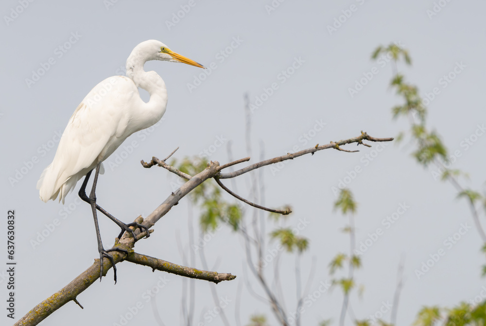 Great Egret lakeside in the summer sun, Fishers, Indiana. Great Egret lakeside in the summer sun, Fishers, Indiana.