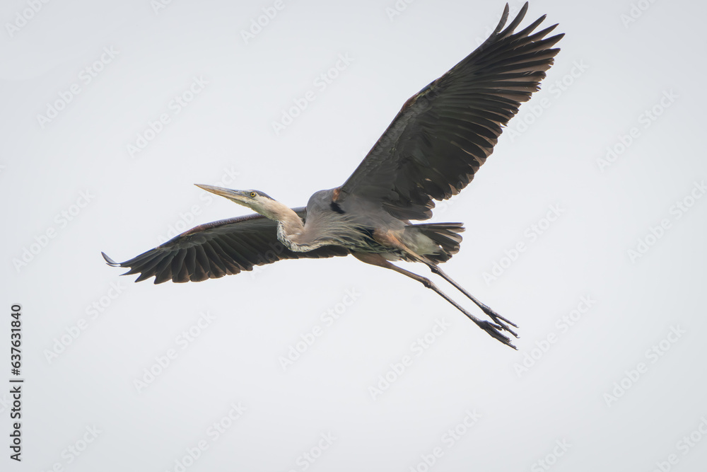 Great Blue Heron flying and scouring lake in morning light, Summer in Fishers, Indiana.  - obrazy, fototapety, plakaty 