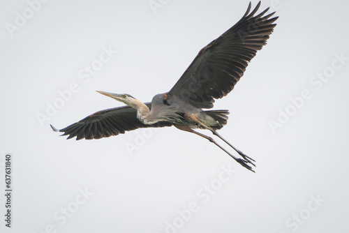 Great Blue Heron flying and scouring lake in morning light, Summer in Fishers, Indiana.  photo