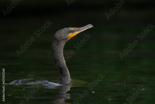 Double-Crested Cormorant by a lake in morning light, Fishers, Indiana, Summer. 
