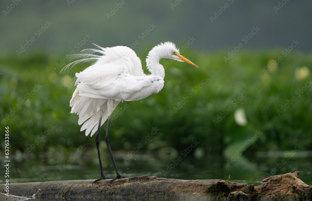 Great Egret lakeside in the summer sun, Fishers, Indiana. Great Egret lakeside in the summer sun, Fishers, Indiana.