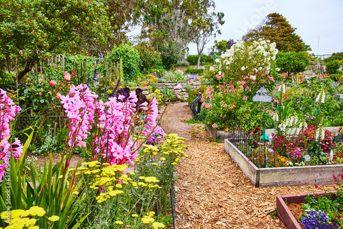 Fototapeta Naklejka Na Ścianę i Meble -  Pretty pink flowers growing in flower garden with variety of colorful plants along mulch path