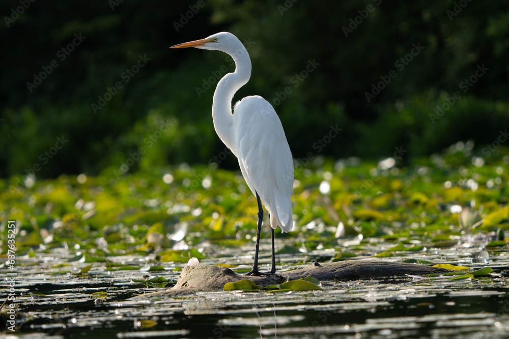Naklejka premium Great Egret lakeside in the summer sun, Fishers, Indiana.