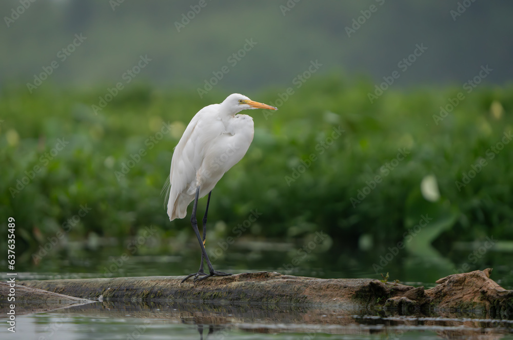 Great Egret lakeside in the summer sun, Fishers, Indiana. Great Egret lakeside in the summer sun, Fishers, Indiana.