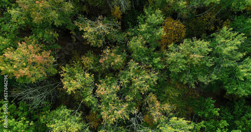 Wood foliage. Aerial tree tops view. Scenic reserve beauty countryside national parkland colorful tree crowns wild autumn forest drone view.