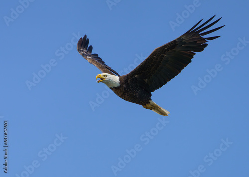 Majestic Bald Eagle flying high over Fishers Indiana on a summers day.
