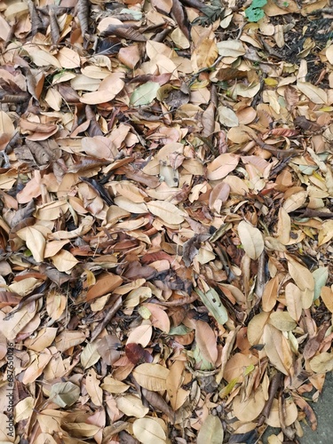 Beautiful of brown dried leaves background
