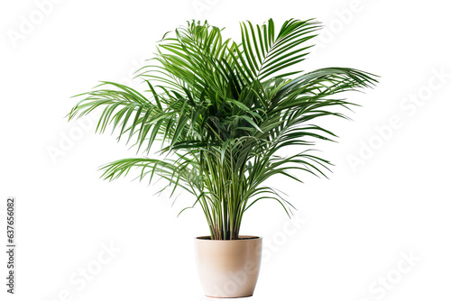 photography of Areca Palm in a pot, isolated on solid white background PNG