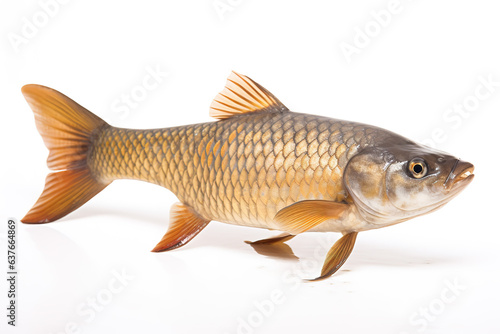 Image of small scale mud carp on a clean background. Fish. illustration. Generative AI.