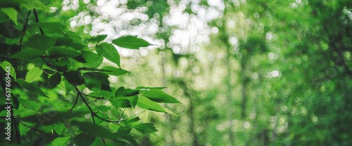Vivid leaves of trees on bokeh background. Rich greenery in sunlight with copy space. Lush foliage close-up in sunny day. Natural green backdrop of scenic nature in backlight. Abstract texture.