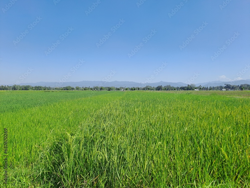A vast expanse of rice fields with a small road in the middle in rural Indonesia. A hot day in the middle of green rice fields against a blue sky in the background, so beautiful and serene A vast expanse of rice fields with a small road in the middle in rural Indonesia. A hot day in the middle of green rice fields against a blue sky in the background, so beautiful and serene