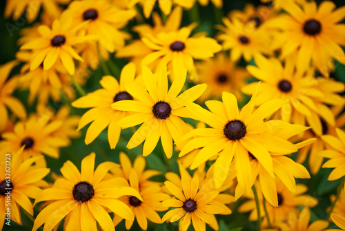 Chrysanthemums are in full bloom.