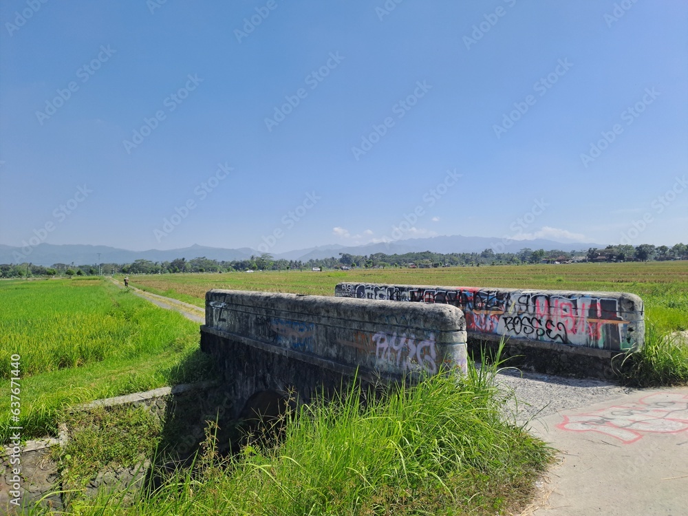 A vast expanse of rice fields with a small road in the middle in rural Indonesia. A hot day in the middle of green rice fields against a blue sky in the background, so beautiful and serene