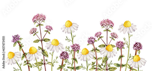 wild chamomile, oregano and thyme, field flowers, watercolor drawing plants at white background, floral elements, hand drawn botanical illustration
