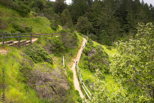 trails wind among the trees, towering old-growth redwood trees,  Mount Tamalpais at State Park, part of California’s Golden Gate National Recreation Area, north of San Francisco. 