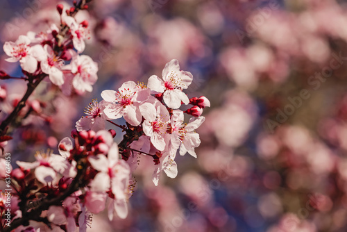 Close-up of blooming spring tree with pink flowers